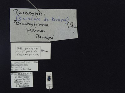 BE-RBINS-ENT Brachypnoea lateralis lateralis K30_D02_057 Label.JPG BE-RBINS-ENT Brachypnoea lateralis lateralis K30_D02_057 Label.JPG
