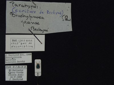 BE-RBINS-ENT Brachypnoea lateralis lateralis K30_D02_063 Label.JPG BE-RBINS-ENT Brachypnoea lateralis lateralis K30_D02_063 Label.JPG
