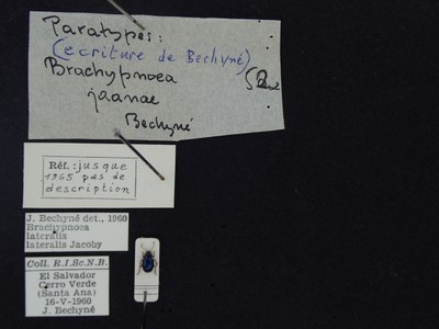 BE-RBINS-ENT Brachypnoea lateralis lateralis K30_D02_065 Label.JPG BE-RBINS-ENT Brachypnoea lateralis lateralis K30_D02_065 Label.JPG