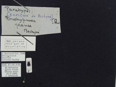 BE-RBINS-ENT Brachypnoea lateralis lateralis K30_D02_066 Label.JPG BE-RBINS-ENT Brachypnoea lateralis lateralis K30_D02_066 Label.JPG