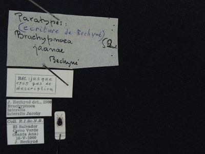 BE-RBINS-ENT Brachypnoea lateralis lateralis K30_D02_067 Label.JPG BE-RBINS-ENT Brachypnoea lateralis lateralis K30_D02_067 Label.JPG