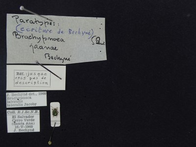 BE-RBINS-ENT Brachypnoea lateralis lateralis K30_D02_068 Label.JPG BE-RBINS-ENT Brachypnoea lateralis lateralis K30_D02_068 Label.JPG