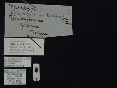 BE-RBINS-ENT Brachypnoea lateralis lateralis K30_D02_069 Label.JPG BE-RBINS-ENT Brachypnoea lateralis lateralis K30_D02_069 Label.JPG