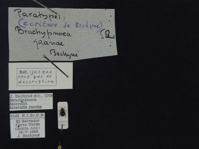 BE-RBINS-ENT Brachypnoea lateralis lateralis K30_D02_070 Label.JPG BE-RBINS-ENT Brachypnoea lateralis lateralis K30_D02_070 Label.JPG