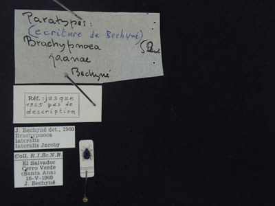 BE-RBINS-ENT Brachypnoea lateralis lateralis K30_D02_071 Label.JPG BE-RBINS-ENT Brachypnoea lateralis lateralis K30_D02_071 Label.JPG