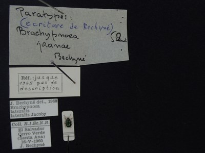 BE-RBINS-ENT Brachypnoea lateralis lateralis K30_D02_072 Label.JPG BE-RBINS-ENT Brachypnoea lateralis lateralis K30_D02_072 Label.JPG