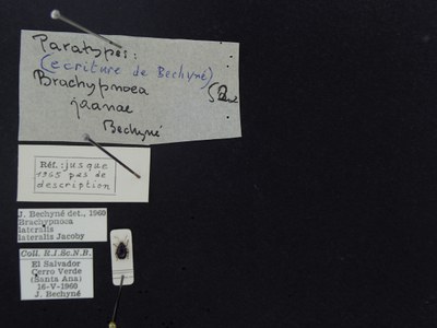 BE-RBINS-ENT Brachypnoea lateralis lateralis K30_D02_074 Label.JPG BE-RBINS-ENT Brachypnoea lateralis lateralis K30_D02_074 Label.JPG