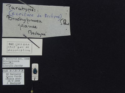 BE-RBINS-ENT Brachypnoea lateralis lateralis K30_D02_075 Label.JPG BE-RBINS-ENT Brachypnoea lateralis lateralis K30_D02_075 Label.JPG