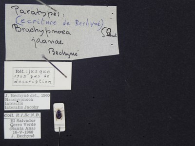 BE-RBINS-ENT Brachypnoea lateralis lateralis K30_D02_076 Label.JPG BE-RBINS-ENT Brachypnoea lateralis lateralis K30_D02_076 Label.JPG
