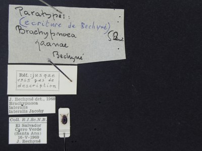BE-RBINS-ENT Brachypnoea lateralis lateralis K30_D02_077 Label.JPG BE-RBINS-ENT Brachypnoea lateralis lateralis K30_D02_077 Label.JPG