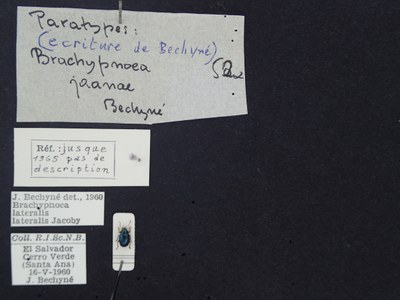 BE-RBINS-ENT Brachypnoea lateralis lateralis K30_D02_082 Label.JPG BE-RBINS-ENT Brachypnoea lateralis lateralis K30_D02_082 Label.JPG