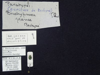 BE-RBINS-ENT Brachypnoea lateralis lateralis K30_D02_085 Label.JPG BE-RBINS-ENT Brachypnoea lateralis lateralis K30_D02_085 Label.JPG