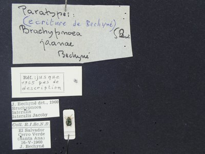BE-RBINS-ENT Brachypnoea lateralis lateralis K30_D02_087 Label.JPG BE-RBINS-ENT Brachypnoea lateralis lateralis K30_D02_087 Label.JPG