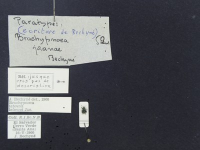 BE-RBINS-ENT Brachypnoea lefevrei lefevrei K30_D02_091 Label.JPG BE-RBINS-ENT Brachypnoea lefevrei lefevrei K30_D02_091 Label.JPG