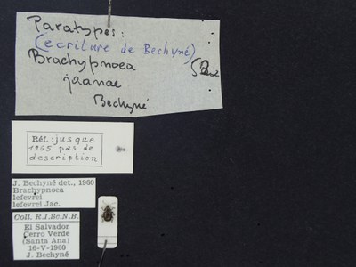 BE-RBINS-ENT Brachypnoea lefevrei lefevrei K30_D02_092 Label.JPG BE-RBINS-ENT Brachypnoea lefevrei lefevrei K30_D02_092 Label.JPG
