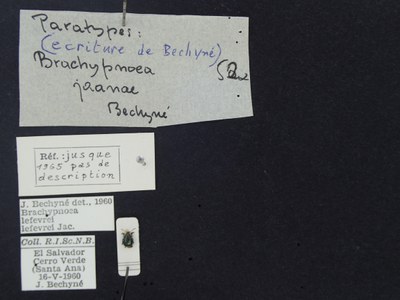 BE-RBINS-ENT Brachypnoea lefevrei lefevrei K30_D02_093 Label.JPG BE-RBINS-ENT Brachypnoea lefevrei lefevrei K30_D02_093 Label.JPG