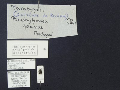 BE-RBINS-ENT Brachypnoea lefevrei lefevrei K30_D02_094 Label.JPG BE-RBINS-ENT Brachypnoea lefevrei lefevrei K30_D02_094 Label.JPG