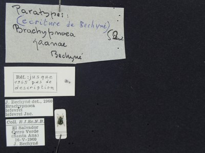 BE-RBINS-ENT Brachypnoea lefevrei lefevrei K30_D02_095 Label.JPG BE-RBINS-ENT Brachypnoea lefevrei lefevrei K30_D02_095 Label.JPG