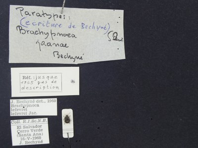 BE-RBINS-ENT Brachypnoea lefevrei lefevrei K30_D02_096 Label.JPG BE-RBINS-ENT Brachypnoea lefevrei lefevrei K30_D02_096 Label.JPG