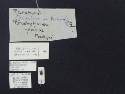 BE-RBINS-ENT Brachypnoea lefevrei lefevrei K30_D02_097 Label.JPG BE-RBINS-ENT Brachypnoea lefevrei lefevrei K30_D02_097 Label.JPG