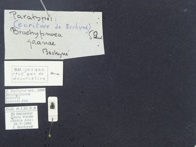 BE-RBINS-ENT Brachypnoea lefevrei lefevrei K30_D02_098 Label.JPG BE-RBINS-ENT Brachypnoea lefevrei lefevrei K30_D02_098 Label.JPG