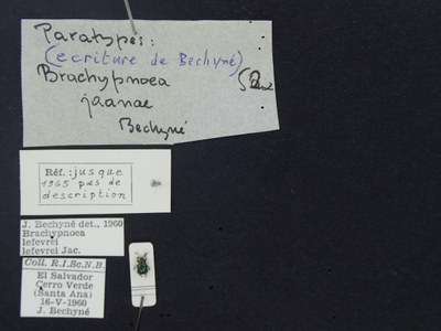 BE-RBINS-ENT Brachypnoea lefevrei lefevrei K30_D02_099 Label.JPG BE-RBINS-ENT Brachypnoea lefevrei lefevrei K30_D02_099 Label.JPG