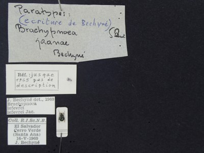 BE-RBINS-ENT Brachypnoea lefevrei lefevrei K30_D02_100 Label.JPG BE-RBINS-ENT Brachypnoea lefevrei lefevrei K30_D02_100 Label.JPG