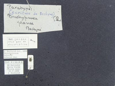 BE-RBINS-ENT Brachypnoea lefevrei lefevrei K30_D02_101 Label.JPG BE-RBINS-ENT Brachypnoea lefevrei lefevrei K30_D02_101 Label.JPG