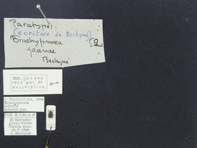 BE-RBINS-ENT Brachypnoea lefevrei lefevrei K30_D02_102 Label.JPG BE-RBINS-ENT Brachypnoea lefevrei lefevrei K30_D02_102 Label.JPG
