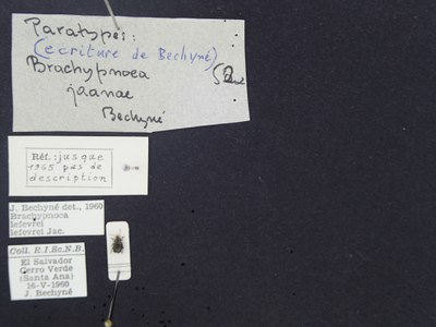 BE-RBINS-ENT Brachypnoea lefevrei lefevrei K30_D02_104 Label.JPG