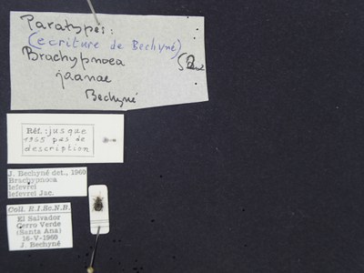BE-RBINS-ENT Brachypnoea lefevrei lefevrei K30_D02_104 Label.JPG BE-RBINS-ENT Brachypnoea lefevrei lefevrei K30_D02_104 Label.JPG