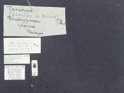 BE-RBINS-ENT Brachypnoea lefevrei lefevrei K30_D02_105 Label.JPG BE-RBINS-ENT Brachypnoea lefevrei lefevrei K30_D02_105 Label.JPG