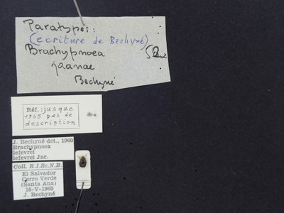 BE-RBINS-ENT Brachypnoea lefevrei lefevrei K30_D02_106 Label.JPG BE-RBINS-ENT Brachypnoea lefevrei lefevrei K30_D02_106 Label.JPG