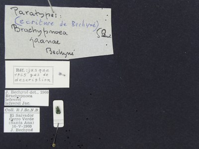 BE-RBINS-ENT Brachypnoea lefevrei lefevrei K30_D02_107 Label.JPG