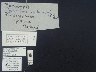BE-RBINS-ENT Brachypnoea lefevrei lefevrei K30_D02_108 Label.JPG BE-RBINS-ENT Brachypnoea lefevrei lefevrei K30_D02_108 Label.JPG