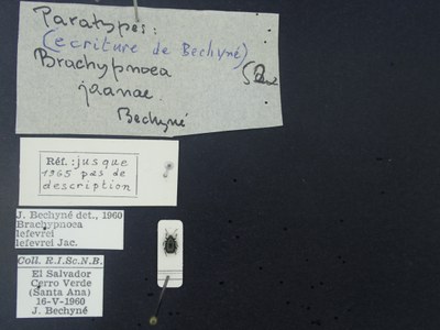 BE-RBINS-ENT Brachypnoea lefevrei lefevrei K30_D02_109 Label.JPG BE-RBINS-ENT Brachypnoea lefevrei lefevrei K30_D02_109 Label.JPG