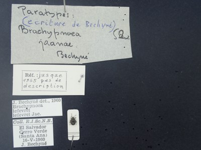 BE-RBINS-ENT Brachypnoea lefevrei lefevrei K30_D02_110 Label.JPG BE-RBINS-ENT Brachypnoea lefevrei lefevrei K30_D02_110 Label.JPG