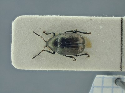BE-RBINS-ENT Brachypnoea lefevrei lefevrei K30_D02_111 Dorsal.jpg BE-RBINS-ENT Brachypnoea lefevrei lefevrei K30_D02_111 Dorsal.jpg