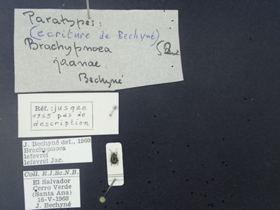 BE-RBINS-ENT Brachypnoea lefevrei lefevrei K30_D02_111 Label.JPG BE-RBINS-ENT Brachypnoea lefevrei lefevrei K30_D02_111 Label.JPG