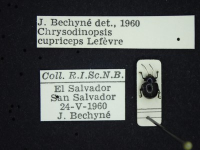 BE-RBINS-ENT Chrysodinopsis cupriceps K30_D03_058 Label.JPG
