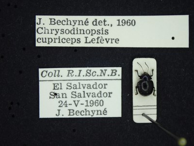 BE-RBINS-ENT Chrysodinopsis cupriceps K30_D03_058 Label.JPG BE-RBINS-ENT Chrysodinopsis cupriceps K30_D03_058 Label.JPG
