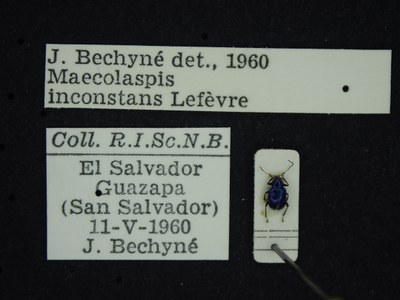 BE-RBINS-ENT Maecolaspis inconstans K30_D03_148 Label.JPG