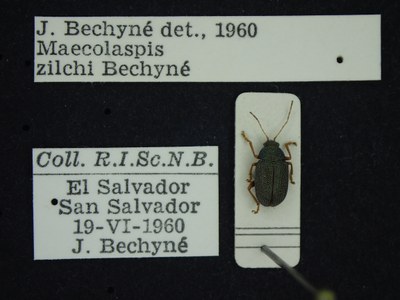 BE-RBINS-ENT Maecolaspis zilchi K30_D03_171 Label.JPG