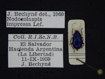 BE-RBINS-ENT Nodocolaspis impressa K30_D04_003 Label.JPG