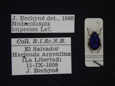 BE-RBINS-ENT Nodocolaspis impressa K30_D04_005 Label.JPG