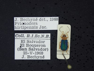 BE-RBINS-ENT Prionodera hirtipennis K30_D04_103 Label.JPG