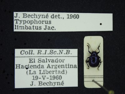 BE-RBINS-ENT Typophorus limbatus K30_D05_090 Label.JPG