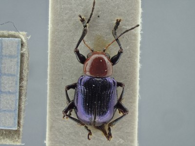 BE-RBINS-ENT Typophorus mexicanus K30_D05_134 Dorsal.jpg