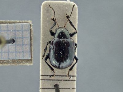 BE-RBINS-ENT Typophorus nigritus obliguus K30_D06_001 Dorsal.jpg BE-RBINS-ENT Typophorus nigritus obliguus K30_D06_001 Dorsal.jpg