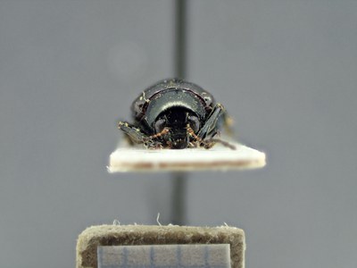 BE-RBINS-ENT Typophorus nigritus obliguus K30_D06_001 Frontal.jpg BE-RBINS-ENT Typophorus nigritus obliguus K30_D06_001 Frontal.jpg